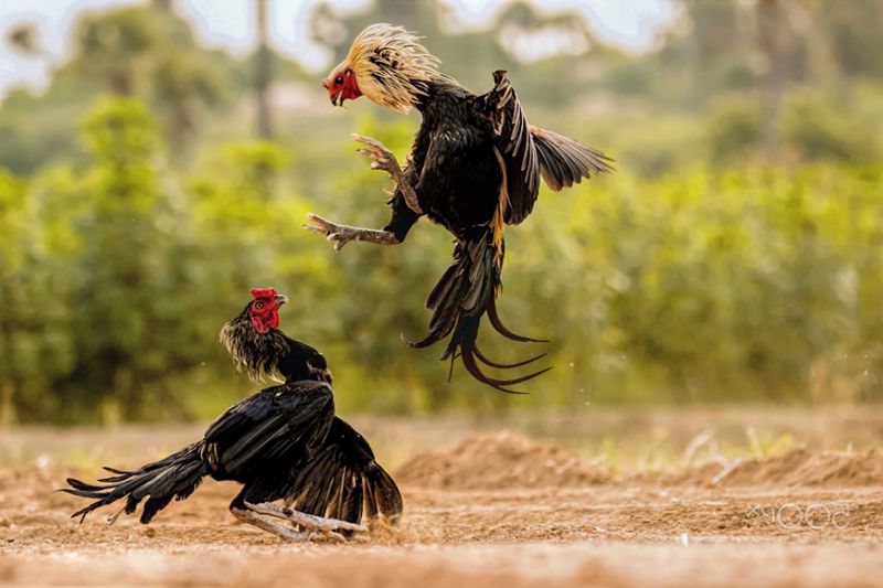 Cách chọn gà nòi đá hay