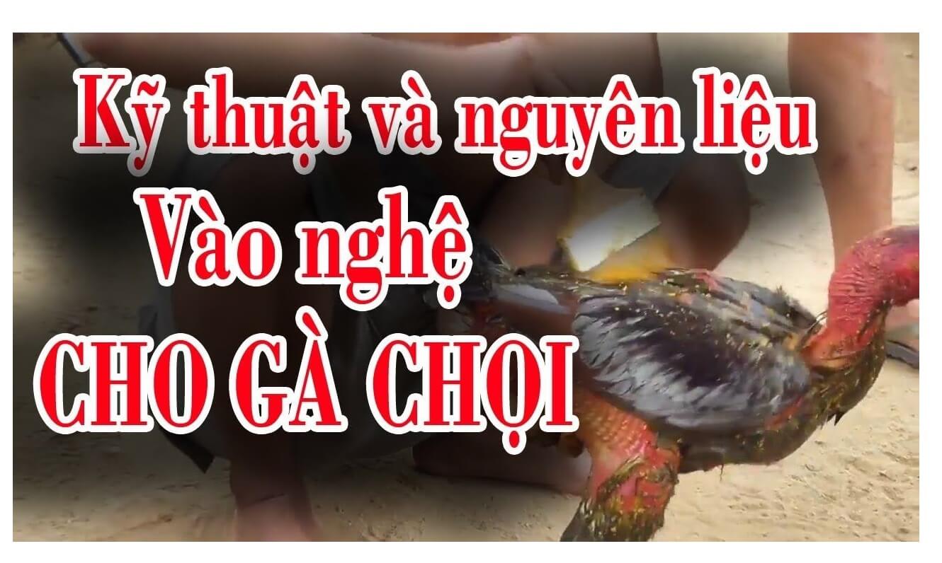 kĩ thuật vào nghệ cho gà đá